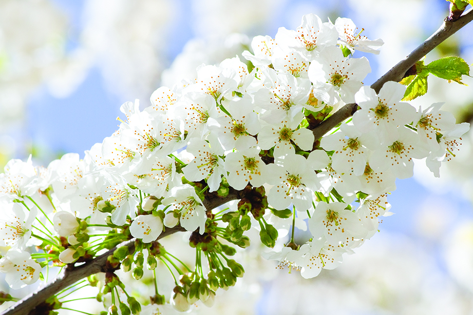 Branch with white cherry blossom in spring in tree with blue sky background (ID 14143277
© Colette6 | Dreamstime.com)