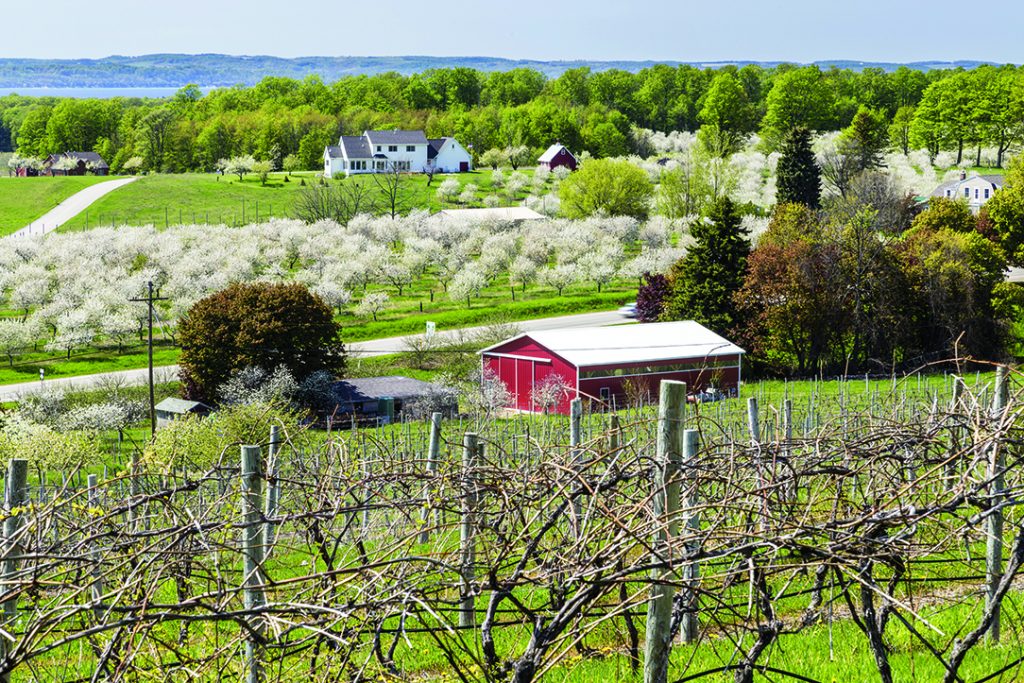 Beautiful cherry blossom landscape in Traverse City Michigan (ID 56288821
© Shriram Patki | Dreamstime.com)