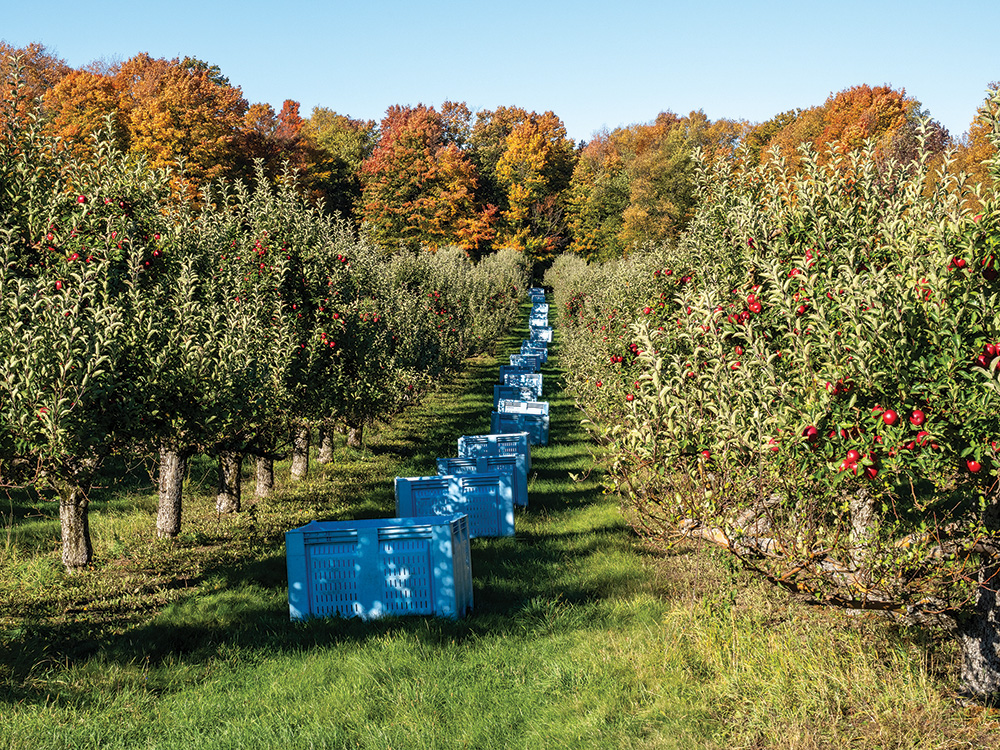 apple orchard - ID 253454309 © Rdha321 | Dreamstime.com