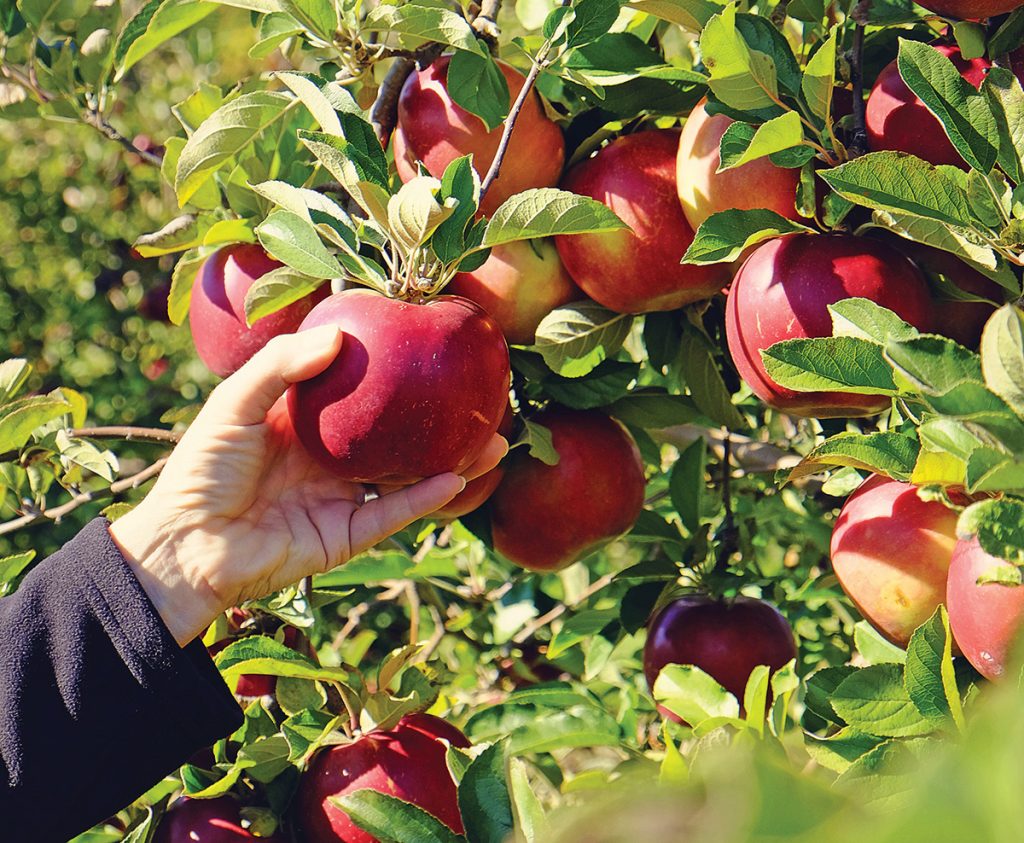 apple picking - ID 110414731 © Lonny Garris | Dreamstime.com